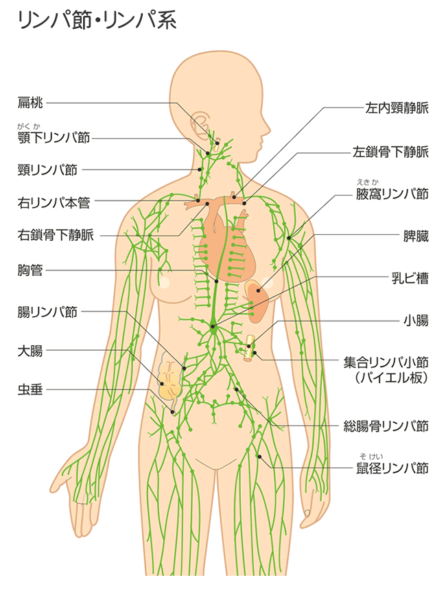 リンパ節図