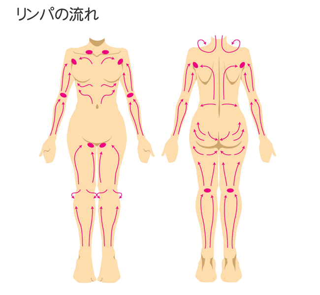 リンパの流れ図